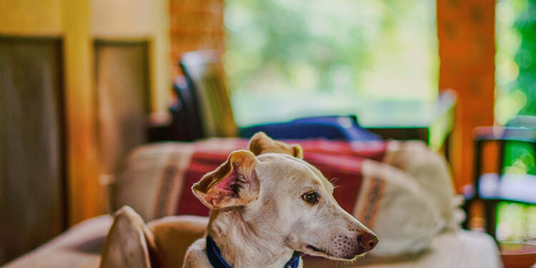 Boutique Homestay | Kanha, Madhya Pradesh