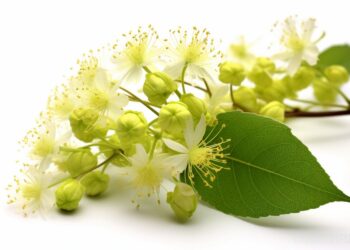 An Interesting Muscle Growth Ingredient – IronMag Bodybuilding & Fitness Blog