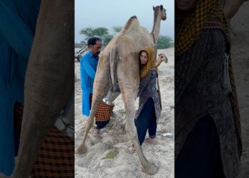 camels milk #traditional #villagelife #village food #traditional culture #india