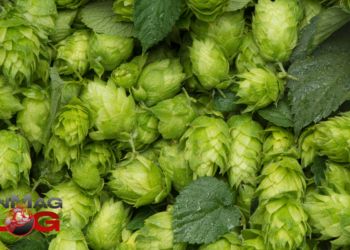 Do Hops Have Health Benefits? – IronMag Bodybuilding & Fitness Blog
