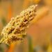 Jowar (Sorghum) – Benefits, Nutrition Value, & Recipes